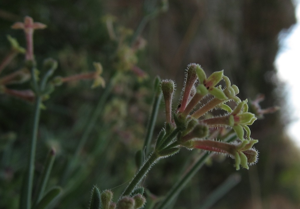 Asperula crassifolia / Stellina di Capri